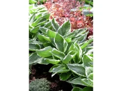 Hot Hosta Francee Funkie Ca. 13 cm Topf