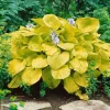 Töpfe<Hosta Sieboldiana Zounds Funkie Ca. 11x11 cm Topf