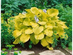Töpfe<Hosta Sieboldiana Zounds Funkie Ca. 11x11 cm Topf