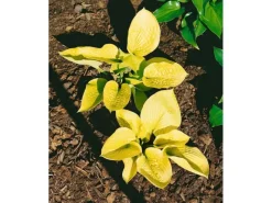 Töpfe<Hosta Sieboldiana Zounds Funkie Ca. 11x11 cm Topf
