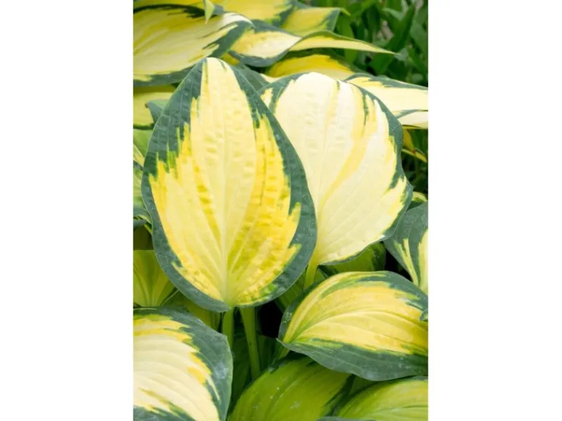 New Hosta X Fortunei Orange Marmalade Funkie Ca. 9x9 cm Topf