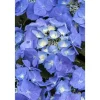 Clearance Hydrangea Macrophylla Bauernhortensie Blaumeise Ca. 9x9 cm Topf