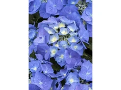 Clearance Hydrangea Macrophylla Bauernhortensie Blaumeise Ca. 9x9 cm Topf