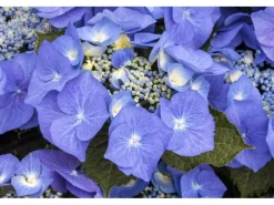 Clearance Hydrangea Macrophylla Bauernhortensie Blaumeise Ca. 9x9 cm Topf