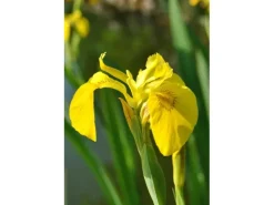 Töpfe<Iris Pseudacorus Sumpfschwertlilie Ca. 9x9 cm Topf