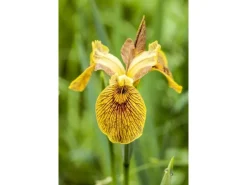 Töpfe<Iris Pseudacorus Sumpfschwertlilie Ca. 9x9 cm Topf