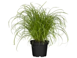 Töpfe<Katzengras "Zumula" Höhe ca. 10-20 cm Topf-Ø 12 cm Cyperus alternifolius zumula