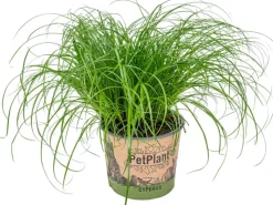 Töpfe<Katzengras "Zumula" Höhe ca. 10-20 cm Topf-Ø 12 cm Cyperus alternifolius zumula