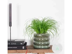 Töpfe<Katzengras "Zumula" Höhe ca. 10-20 cm Topf-Ø 12 cm Cyperus alternifolius zumula