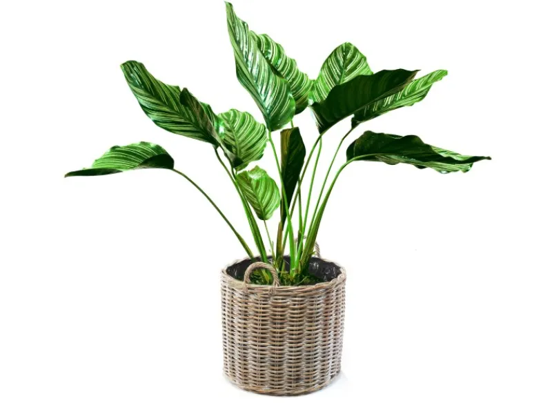 Kobolo Pflanzkorb Übertopf Pflanzkübel Rattan Kubu Grey Rund mit Folie< Töpfe