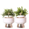 Töpfe<Kolibri Greens Rhipsalis 2Er Set Pflanzen In Silbernen Le Chic Ziertöpfen Keramik Topfgröße 9cm