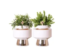 Töpfe<Kolibri Greens Rhipsalis 2Er Set Pflanzen In Silbernen Le Chic Ziertöpfen Keramik Topfgröße 9cm