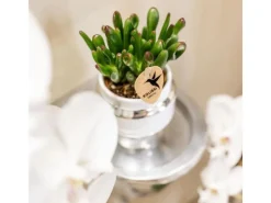 Töpfe<Kolibri Greens Rhipsalis 2Er Set Pflanzen In Silbernen Le Chic Ziertöpfen Keramik Topfgröße 9cm