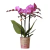 Best Kolibri Orchids Lila/Rosa Phalaenopsis Orchidee Mineral Vienna Topfgröße 9cm