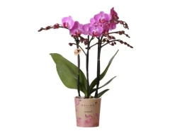 Best Kolibri Orchids Lila/Rosa Phalaenopsis Orchidee Mineral Vienna Topfgröße 9cm
