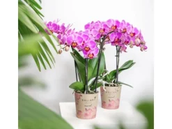 Best Kolibri Orchids Lila/Rosa Phalaenopsis Orchidee Mineral Vienna Topfgröße 9cm