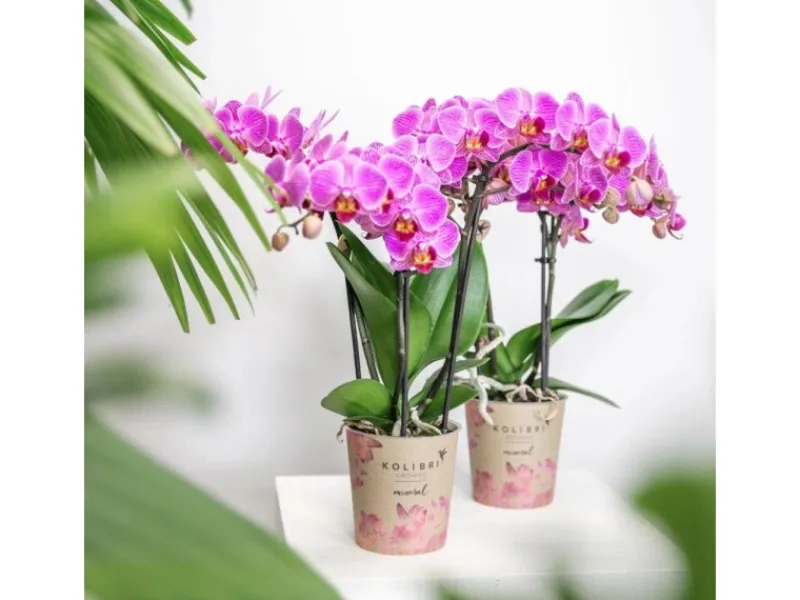 Best Kolibri Orchids Lila/Rosa Phalaenopsis Orchidee Mineral Vienna Topfgröße 9cm