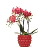 Sale Kolibri Orchids Rote Phalaenopsis Orchidee Kongo & Beeren Ziertopf Topfgröße 9cm 40cm Hoch