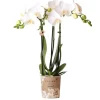 Töpfe<Kolibri Orchids Weiße Phalaenopsis Orchidee Amabilis Topfgröße 9cm