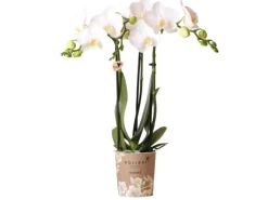 Töpfe<Kolibri Orchids Weiße Phalaenopsis Orchidee Amabilis Topfgröße 9cm