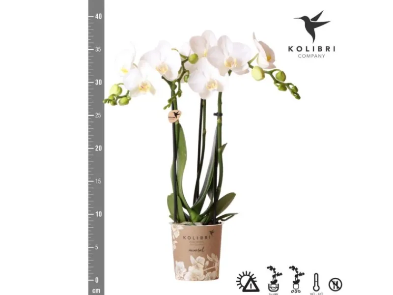 Töpfe<Kolibri Orchids Weiße Phalaenopsis Orchidee Amabilis Topfgröße 9cm