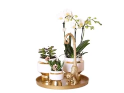 Töpfe<Kolibri Pflanzenset Luxury Living Grünpflanzen mit Weißer Phalaenopsis Orchidee inkl. Keramik Ziertöpfe & Zubehör