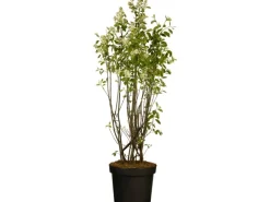 Töpfe<Kupfer-Felsenbirne Höhe ca. 40 - 60 cm Topf ca. 4,6 l Amelanchier lamarckii