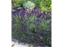 Lavandula Angustifolia Echter Lavendel Siesta Ca 9x9 cm Topf< Töpfe
