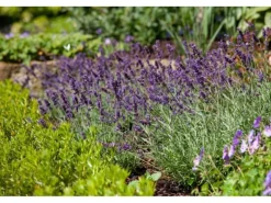 Lavandula Angustifolia Echter Lavendel Siesta Ca 9x9 cm Topf< Töpfe