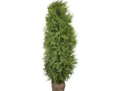Lebensbaum "Brabant" Set à 20 Stück Höhe ca. 180 - 200 cm Ballenware Thuja< Töpfe