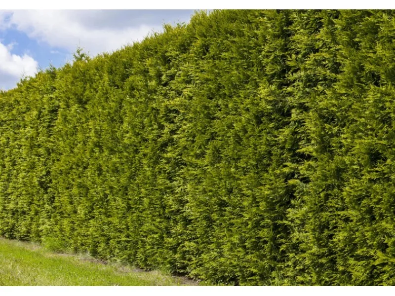 Lebensbaum "Brabant" Set à 20 Stück Höhe ca. 180 - 200 cm Ballenware Thuja< Töpfe