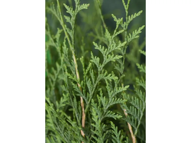 Lebensbaum "Brabant" Set à 20 Stück Höhe ca. 180 - 200 cm Ballenware Thuja< Töpfe