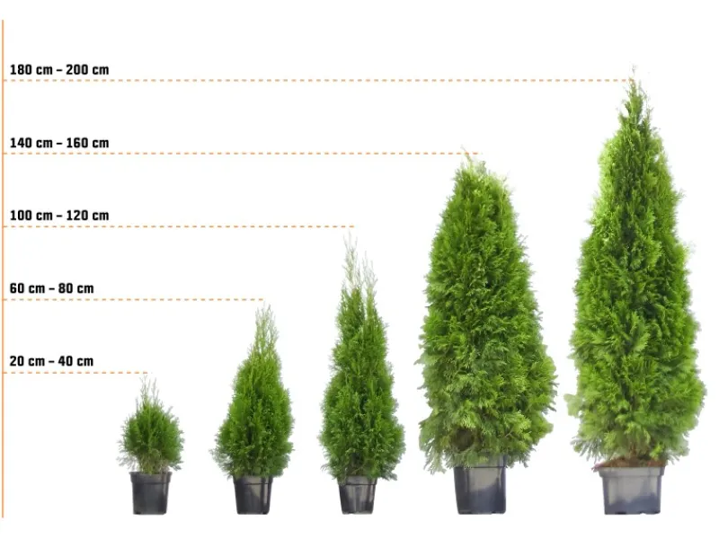 Lebensbaum "Brabant" Set à 20 Stück Höhe ca. 180 - 200 cm Ballenware Thuja< Töpfe