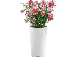 Lechuza Töpfe<® Pflanzgefäß Cilindro Color Ø 32 cm x 56 cm