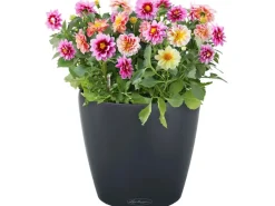 Sale Lechuza ® Pflanzgefäß Classico Color 35 Schiefer Ø 35 cm Grau