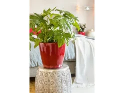 Discount Lechuza ® Pflanzgefäß Classico Premium LS Ø 22 cm x 21 cm Scarlet hochglanz Rot