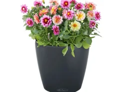 Lechuza Töpfe<® Pflanzgefäß Classico Color 28 Schiefer Ø 28 cm