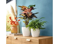 Best Lechuza ® Pflanzgefäß Classico Color 21 Ø 21 cm Weiß