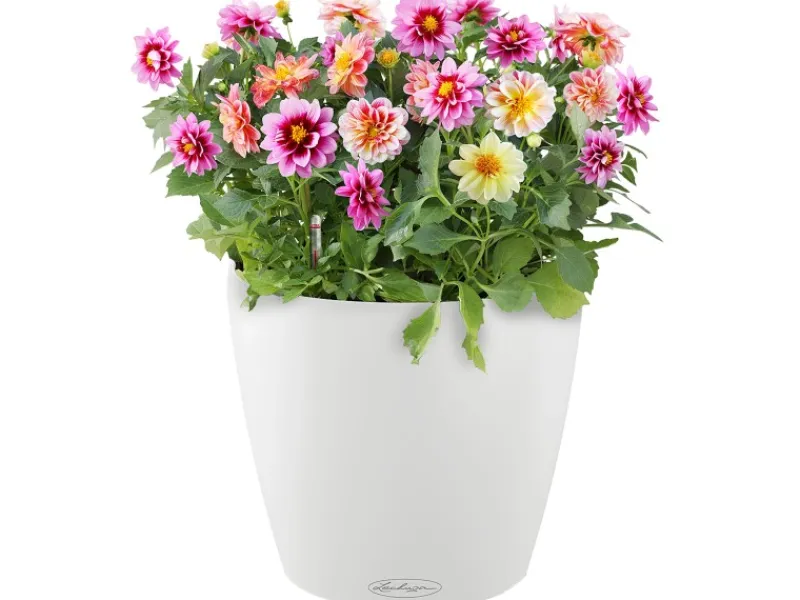 Discount Lechuza ® Pflanzgefäß Classico Color 35 Ø 35 cm Weiß