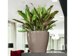 Sale Lechuza ® Pflanzgefäß Classico Premium LS Ø 22 cm x 21 cm hochglanz Taupe