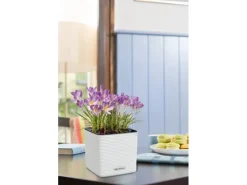 Lechuza ® Pflanzgefäß Cube Color 14 14 cm x 14 cm< Töpfe
