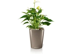 Discount Lechuza ® Pflanzgefäß Mini-Deltini hochglanz Ø 10 cm Taupe