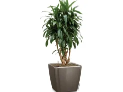 Lechuza Töpfe<® Pflanzgefäß Quadro Premium LS 35 cm x 35 cm x 33 cm hochglanz