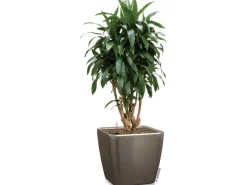 Lechuza Töpfe<® Pflanzgefäß Quadro Premium LS 43 cm x 43 cm x 40 cm hochglanz