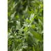 Levisticum Officinale Liebstöckel Ca. 9x9 cm Topf< Töpfe
