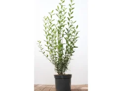 Töpfe<Ligustrum vulgare 'Atrovirens' 100-125 cm