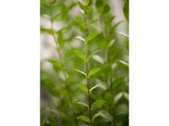 Töpfe<Ligustrum vulgare 'Atrovirens' 100-125 cm