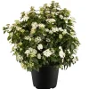 Töpfe<Lorbeer-Schneeball Weiß Höhe ca. 20 - 30 cm Topf ca. 1 l Viburnum tinus
