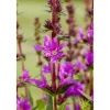 Töpfe<Lythrum Salicaria Blutweiderich Ca. 9x9 cm Topf
