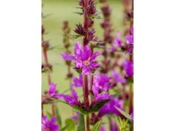 Töpfe<Lythrum Salicaria Blutweiderich Ca. 9x9 cm Topf
